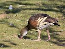 Plumed Whistling Duck (WWT Slimbridge April 2013) - pic by Nigel Key